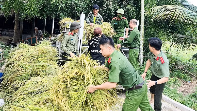 Chính quyền các xã tổ chức lực lượng giúp người dân thu hoạch lúa hè thu trước mưa bão.