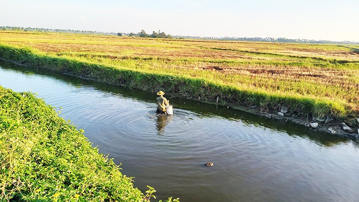 Mương thải đen kịt sát đồng lúa Hội An.