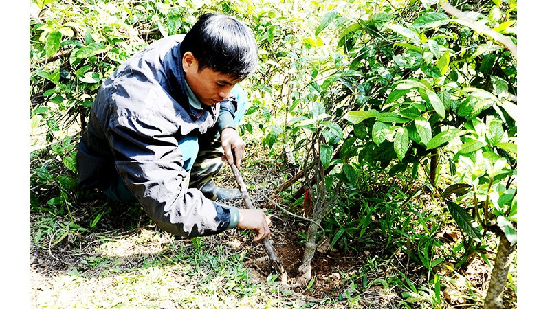 Đi tìm sâm quý. Ảnh: SONG ANH