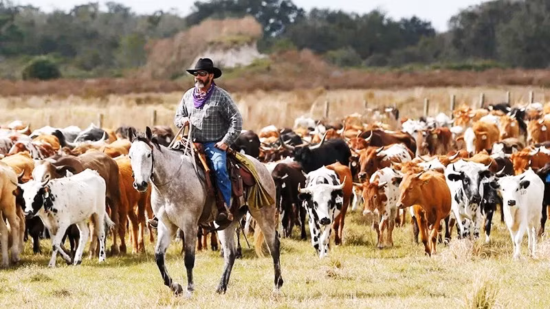 Hình ảnh cao bồi miền Tây nước Mỹ.