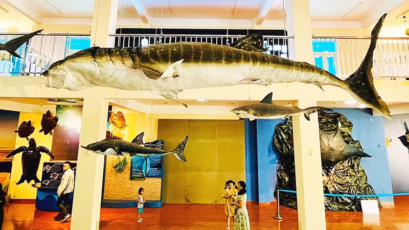 Viện Hải dương học Nha Trang là điểm đến được nhiều du khách lựa chọn.