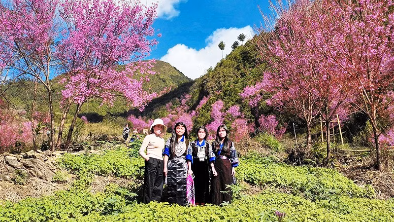 Khi rẻo cao thắm sắc tớ dày