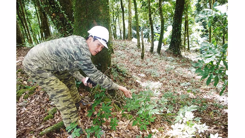 Dưới tán rừng Trường Sơn có nhiều thảo dược quý, trong đó có hạt ươi.