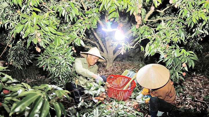 Người dân thôn Muối chong đèn thu hoạch vải thiều vào ban đêm.