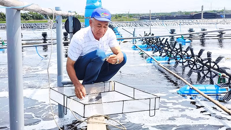 Nông dân Lê Văn Sấm đầu tư phát triển mô hình trang trại trong nuôi tôm công nghệ mang lại hiệu quả kinh tế cao.