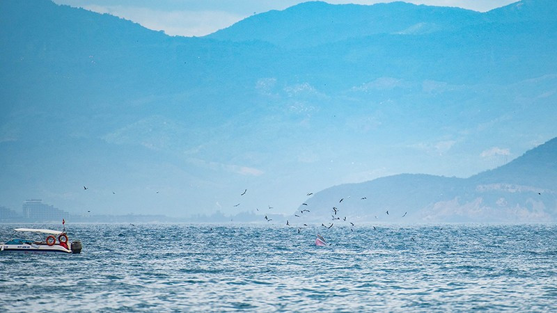 Thấp thoáng Nha Trang phía sau cảnh cá voi săn mồi đã tạo nên hình ảnh bình yên, độc đáo cho một trong những vịnh biển đẹp nhất thế giới của Việt Nam. 46.jpg