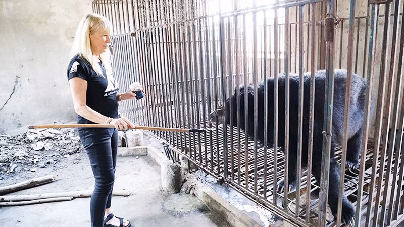 Cứu hộ 2 cá thể gấu ngựa