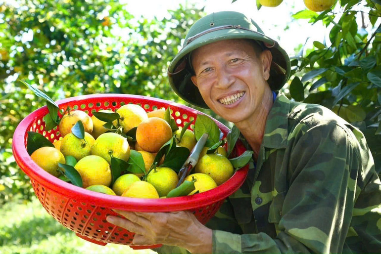 Khu vực Bắc Trung Bộ có tiềm năng lớn hình thành các vùng chuyên canh như dứa, chè, cây có múi. z6878128541877-89d52b58cd55c6f47c534640f5378898.jpg