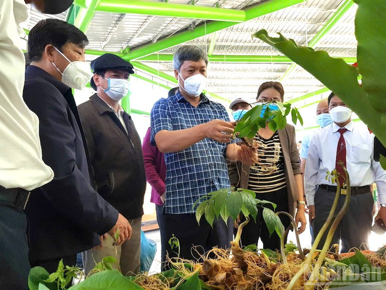 Phó Chủ tịch Ủy ban nhân dân thành phố Đà Nẵng Hồ Quang Bửu tham quan sàn giao dịch Sâm Ngọc Linh lần thứ VI-2024. (Ảnh: ĐÌNH TĂNG) ndo_br_samnl3.jpg