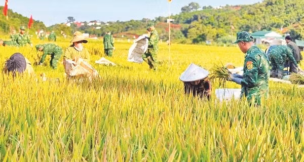 Cán bộ, chiến sĩ Đồn Biên phòng Đắk Dang hỗ trợ đồng bào bon Đắk Huýt, xã Quảng Trực (Lâm Đồng) thu hoạch lúa.