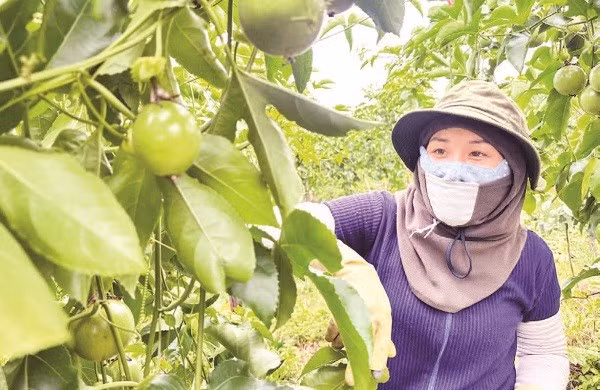 Người dân thu hoạch chanh dây tại vùng nguyên liệu ở phía tây tỉnh Quảng Ngãi.