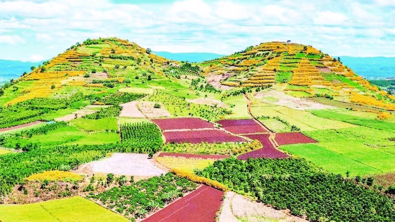Tây Nguyên mùa hoa “báo đông”