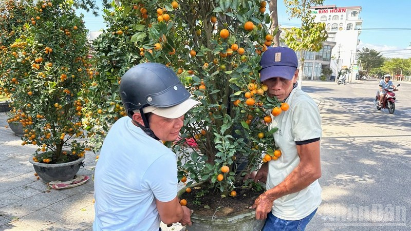 Cây quất kiểng được nhiều người lựa chọn mua để chưng vào những ngày Tết. (Ảnh: NGUYỄN TRUNG)