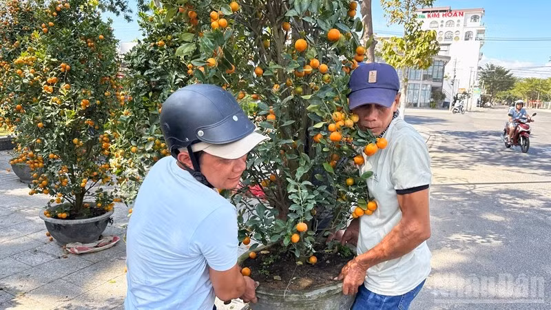 Cây quất kiểng được nhiều người lựa chọn mua để chưng vào những ngày Tết. (Ảnh: NGUYỄN TRUNG)
