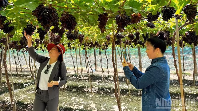 Nông dân tỉnh Khánh Hòa trồng nho đem lại lợi nhuận cao gấp 8 đến 18 lần so với trồng lúa. Nhờ đó, đời sống ngày càng khấm khá. (Ảnh: NGUYỄN TRUNG)