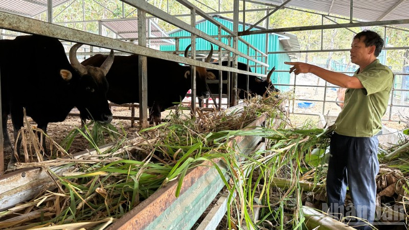 Cán bộ Vườn quốc gia Núi Chúa - Phước Bình, xã Bác Ái Tây (tỉnh Khánh Hòa) từng ngày quan sát, chăm chút từng động thái của mỗi cá thể bò tót lai để gìn giữ nguồn gen quý cho tương lai. (Ảnh: NGUYỄN TRUNG)