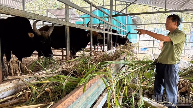 Cán bộ Vườn quốc gia Núi Chúa - Phước Bình, xã Bác Ái Tây (tỉnh Khánh Hòa) từng ngày quan sát, chăm chút từng động thái của mỗi cá thể bò tót lai để gìn giữ nguồn gen quý cho tương lai. (Ảnh: NGUYỄN TRUNG)