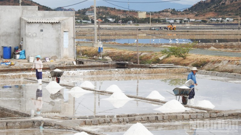 Diêm dân khu vực phía nam tỉnh Khánh Hòa phấn khởi thu hoạch muối đầu năm mới. (Ảnh: NGUYỄN TRUNG)