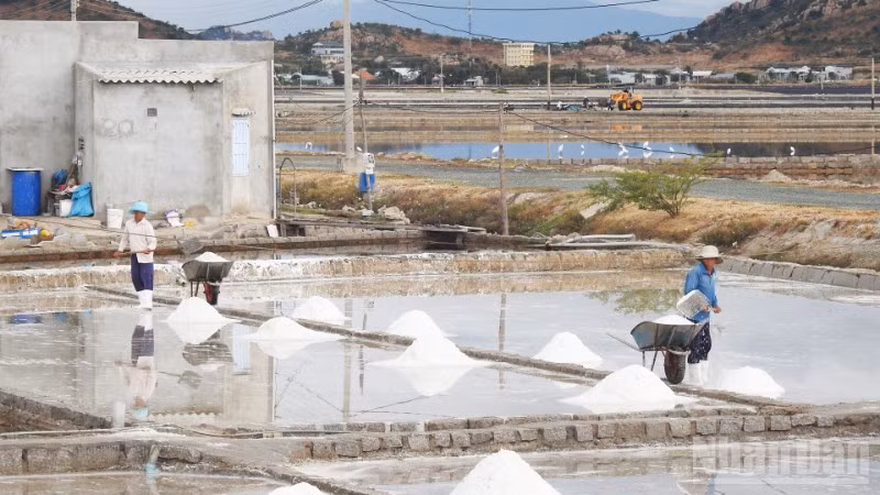 Diêm dân khu vực phía nam tỉnh Khánh Hòa phấn khởi thu hoạch muối đầu năm mới. (Ảnh: NGUYỄN TRUNG)