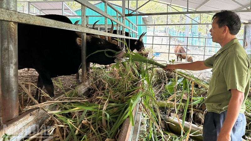 Các cá thể bò tót lai F1 thích nghi với môi trường chăn thả bán hoang dã, được cung cấp thức ăn bổ sung, kiểm tra sức khỏe và phòng bệnh định kỳ, cho nên sinh trưởng, phát triển ổn định. (Ảnh: NGUYỄN TRUNG)