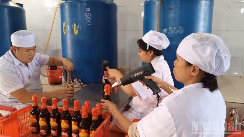 Các cơ sở sản xuất nước mắm ở xã Cà Ná ( tỉnh Khánh Hòa) tất bật với việc cho ra sản phẩm phục vụ thị trường dịp Tết. (Ảnh: NGUYỄN TRUNG)