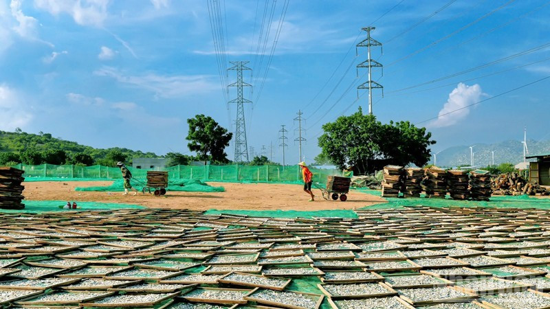 Công nhân của Công ty Trách nhiệm hữu hạn Thủy sản khô Gia Bảo (thôn Lạc Nghiệp 1, xã Cà Ná, tỉnh Khánh Hòa) đem sản phẩm cá cơm tươi đã được hấp chín để phơi nắng từ 3-5 giờ, sẽ giữ cho thịt cá cơm khô có độ giòn, mùi vị biển đặc trưng trước khi đóng gói thành phẩm cung ứng cho thị trường. (Ảnh: NGUYỄN TRUNG)