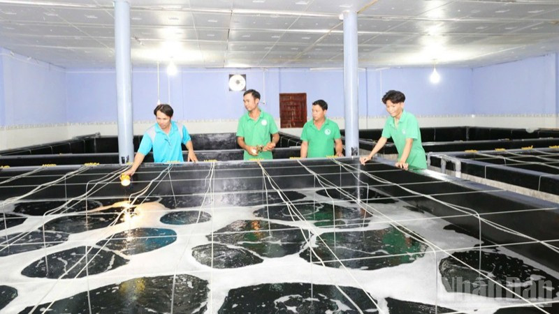 Bộ phận kỹ thuật của Công ty trách nhiệm hữu hạn Sản xuất giống thủy sản Tuấn Hà, xã Vĩnh Hải, tỉnh Khánh Hòa kiểm tra quá trình sinh trưởng của tôm giống trong thời gian ươm dưỡng. (Ảnh: NGUYỄN TRUNG).