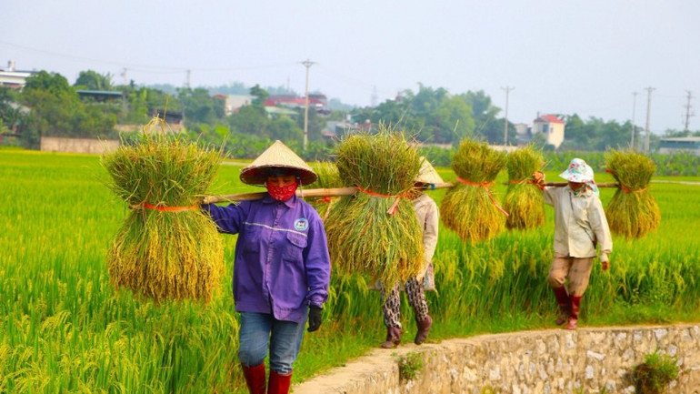 Trên cánh đồng mẫu lớn ở lòng chảo Mường Thanh, người nông dân vui gánh thóc về.