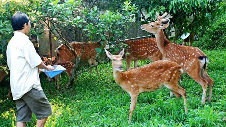 Chăm sóc đàn hươu tại các hộ gia đình.
