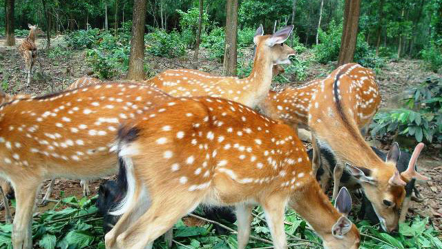 Nuôi hươu lấy nhung ở Hương Sơn đang phát triển mạnh.