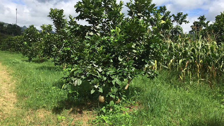 Nhiều hộ dân trồng cây ăn quả.
