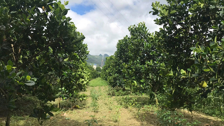 Mô hình cây ăn quả tại xã Noong Luống, huyện Điện Biên.
