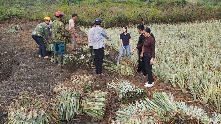 Khuyến khích người dân liên kết trong sản xuất và tiêu thụ sản phẩm được chú trọng.