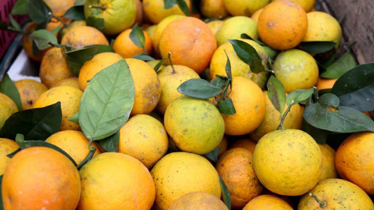 Thu hoạch cam giòn Thượng Lộc