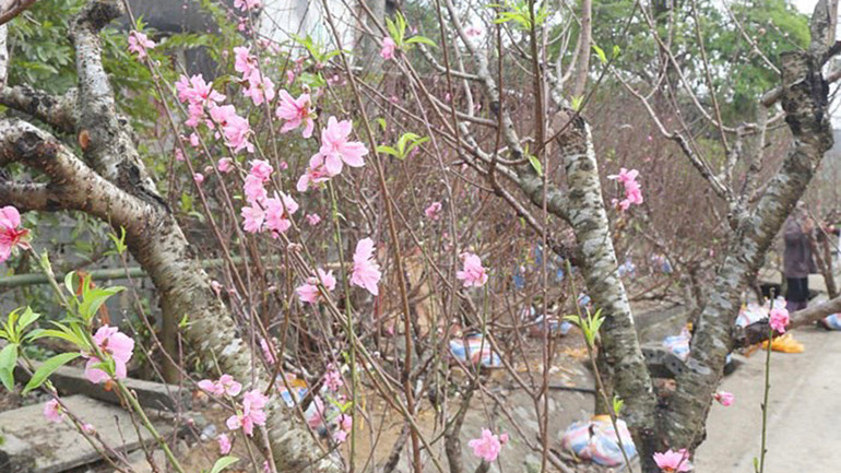 Trồng đào góp phần cải thiện thu nhập cho người dân