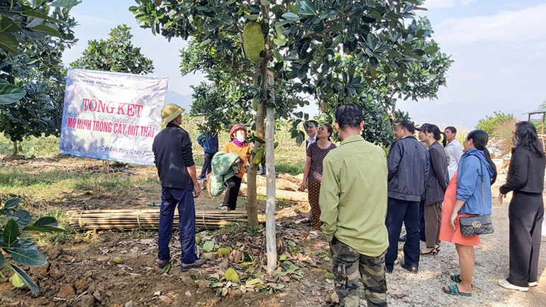 Mô hình trồng cây mít Thái.