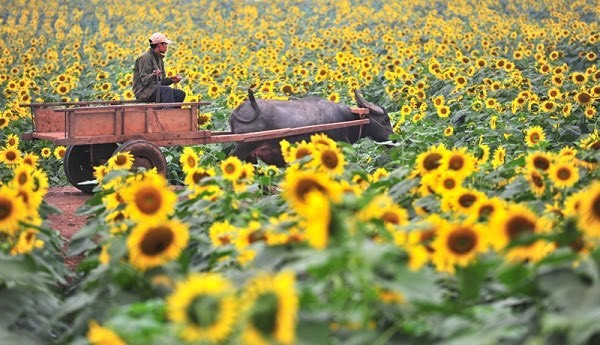 Cánh đồng hoa hướng dương TH, nơi du khách thích tới check-in.