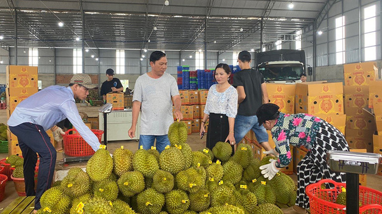 Nhiều hộ dân huyện Cư M'gar đổi đời nhờ trồng sầu riêng. Nhiều hộ dân huyện Cư M'gar đổi đời nhờ trồng sầu riêng.