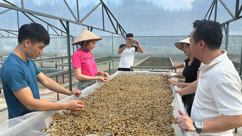 Doanh nghiệp cà-phê quốc tế Hồng Kỳ sản xuất cà-phê niên vụ năm 2024.