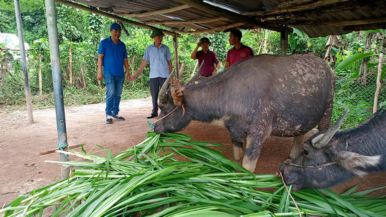 Mô hình chăn nuôi của nông dân.