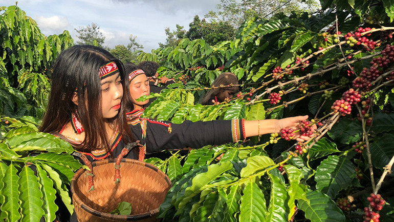 Trồng cây cà-phê mang lại hiệu quả kinh tế cao. Trồng cây cà-phê mang lại hiệu quả kinh tế cao.