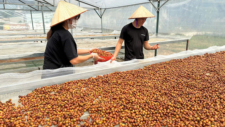 Nông dân thu hoạch, sơ chế cà-phê.