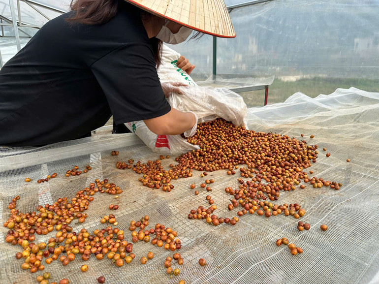 Nông dân huyện Tuần Giáo thu hoạch, sơ chế cà-phê.