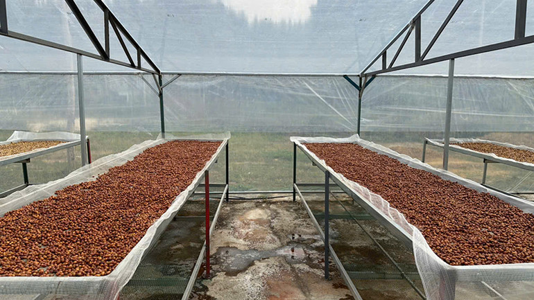 Sản phẩm cà-phê của người dân huyện Tuần Giáo được bảo đảm đầu ra.