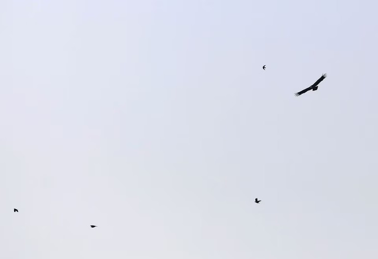 Một con kền kền Griffon bay cùng nhiều các con chim khác gần làng Korfi, Síp ngày 28/9/2023. Ảnh: Reuters.