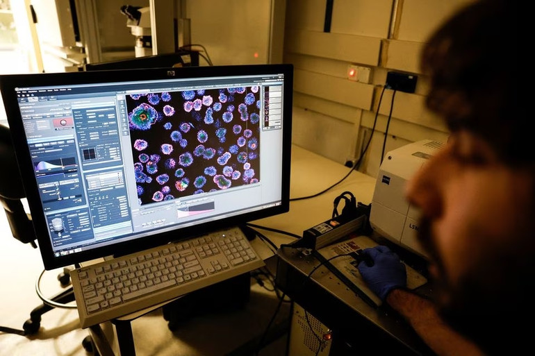 Đây là mô hình phôi đầu tiên có tổ chức cấu trúc khoang và hình thái tương tự phôi người ở ngày thứ 14. Ảnh: Reuters.