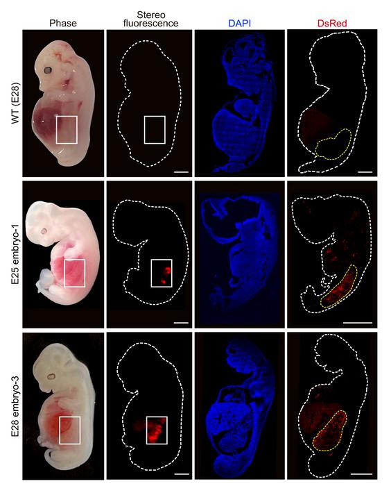 Tế bào thận nhân tạo (huỳnh quang đỏ) bên trong phôi bên cạnh những phôi lợn thông thường. Ảnh: Tạp chí Cell Stem Cell.
