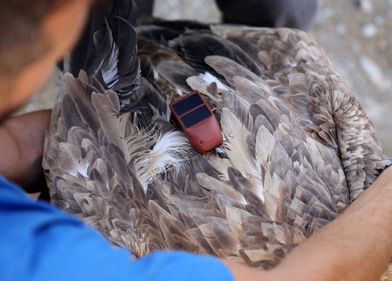 Thiết bị theo dõi GPS được nhìn thấy trên một con kền kền Griffon. Ảnh: Reuters.