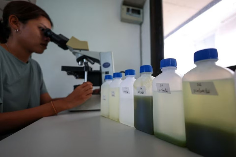 Một nhà khoa học biển của Đại học Kasetsart quan sát mẫu nước biển màu xanh lục do sinh vật phù du nở hoa qua kính hiển vi tại phòng thí nghiệm ở tỉnh Chonburi, Thái Lan. Ảnh: Reuters.