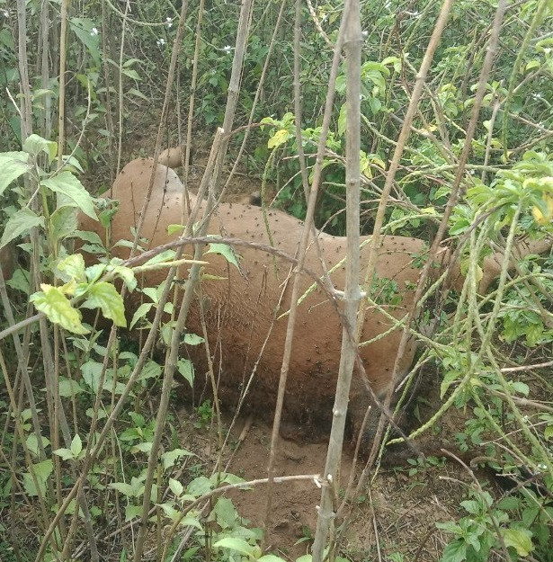 Bò chết không rõ nguyên nhân tại Tủa Chùa vừa được cơ quan thú y tiêu hủy.